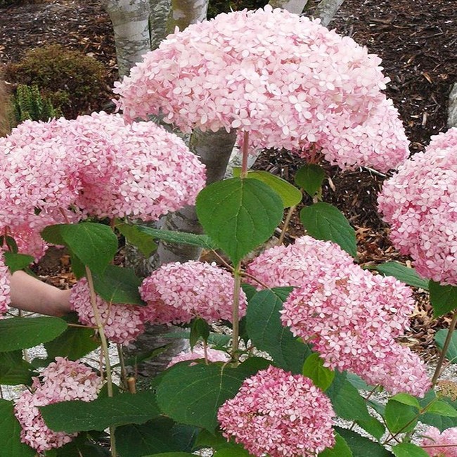 나솔사계국화 득템 후기🌼 역대급 할인 놓치지 마세요!